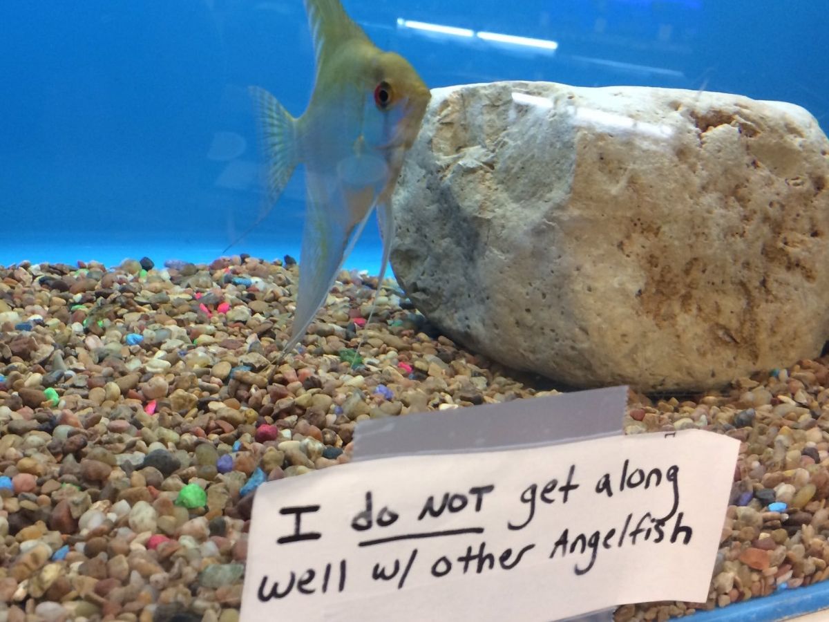 angelfish looking intense