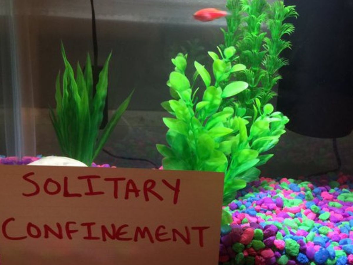 weeds around a fish in solitary confinement