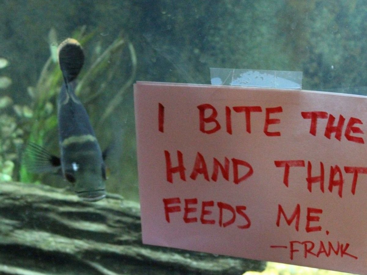 fish in tank bitiing hand that feeds it