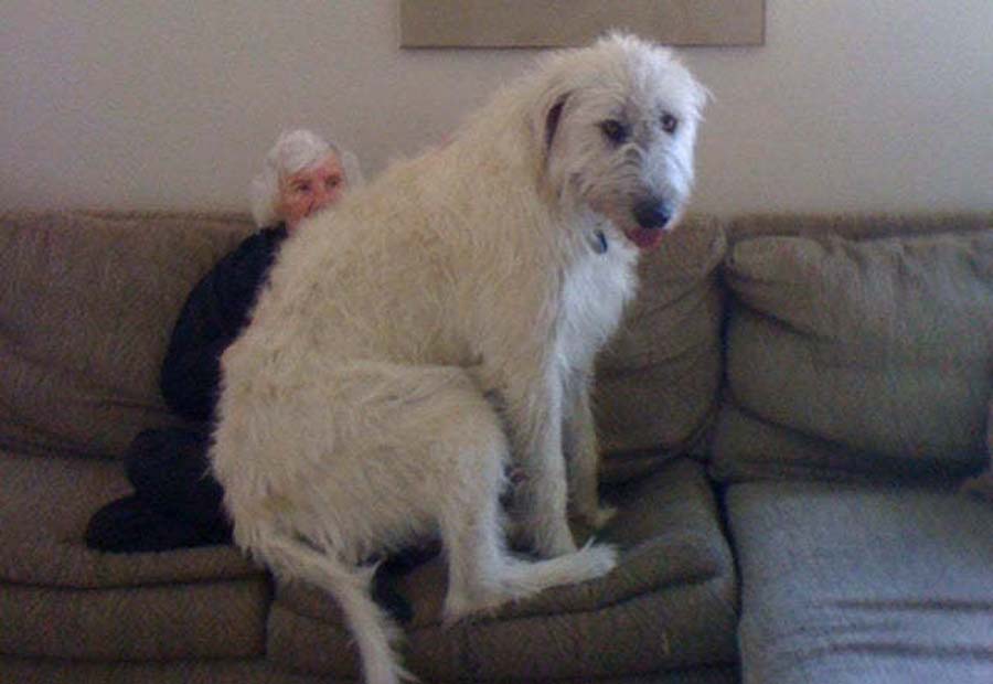 A dog sitting on a woman