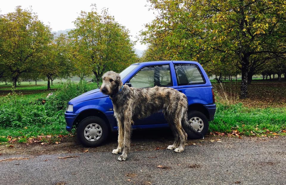 Wolfhound is larger than the car