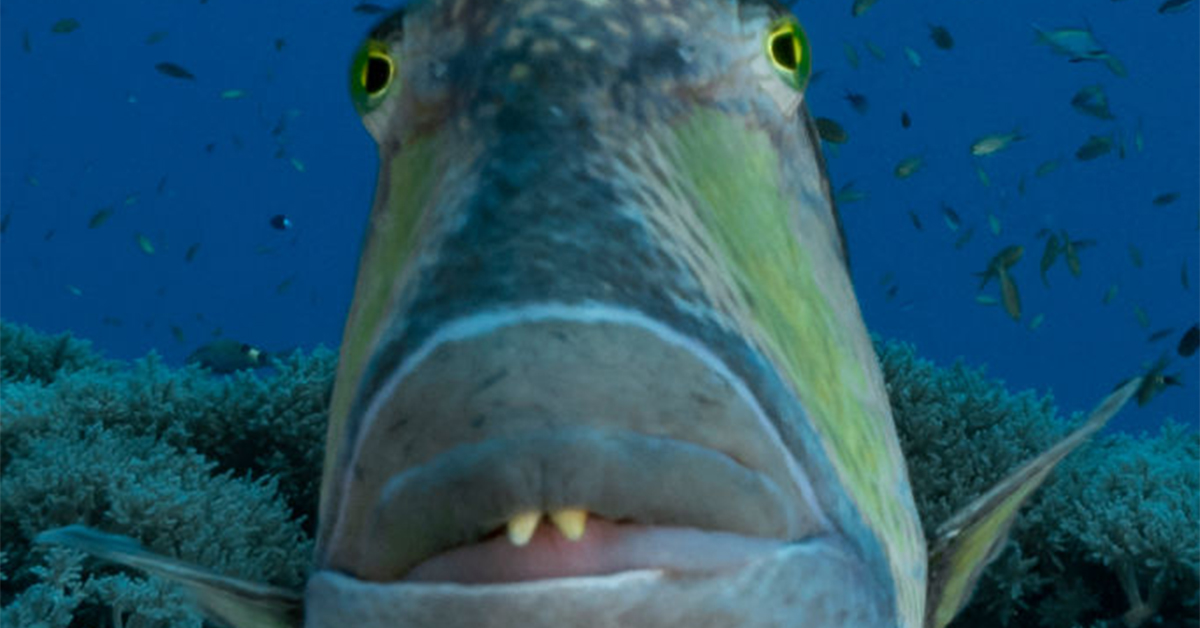 a close-up of a triggerfish swimming in coral surrounded by other little fish