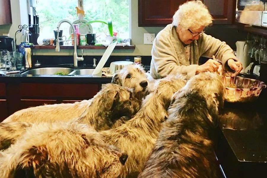cooking with several large dogs around