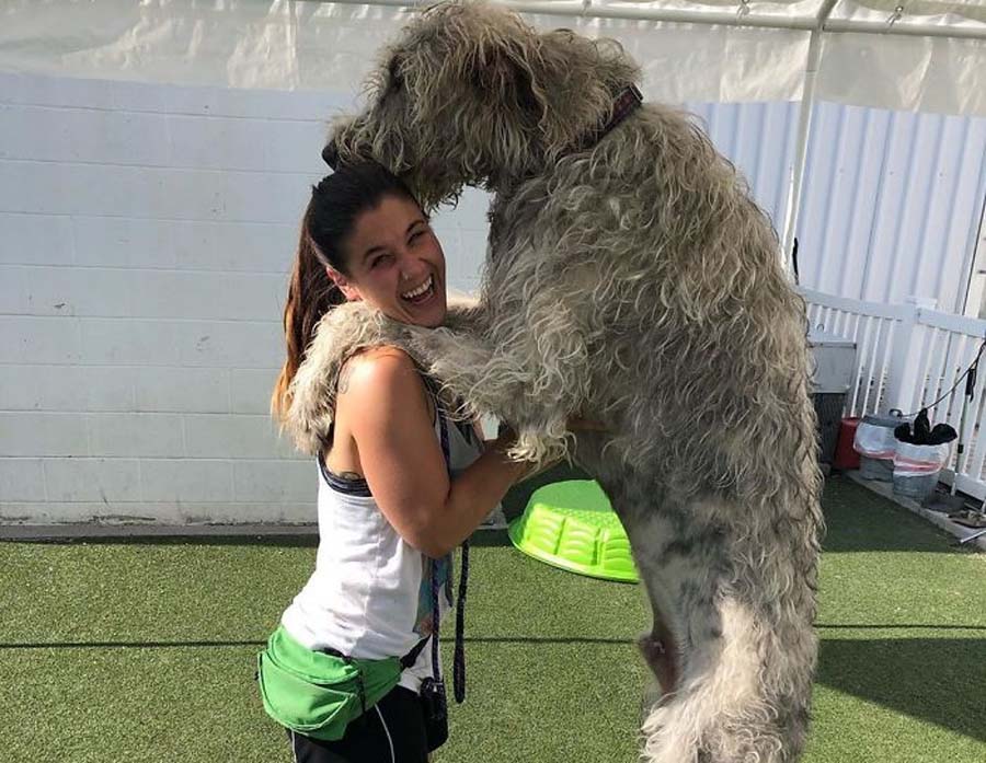 a dog that is taller than his owner