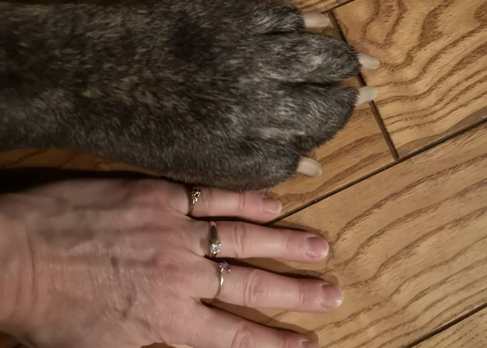 human hand and paw comparison