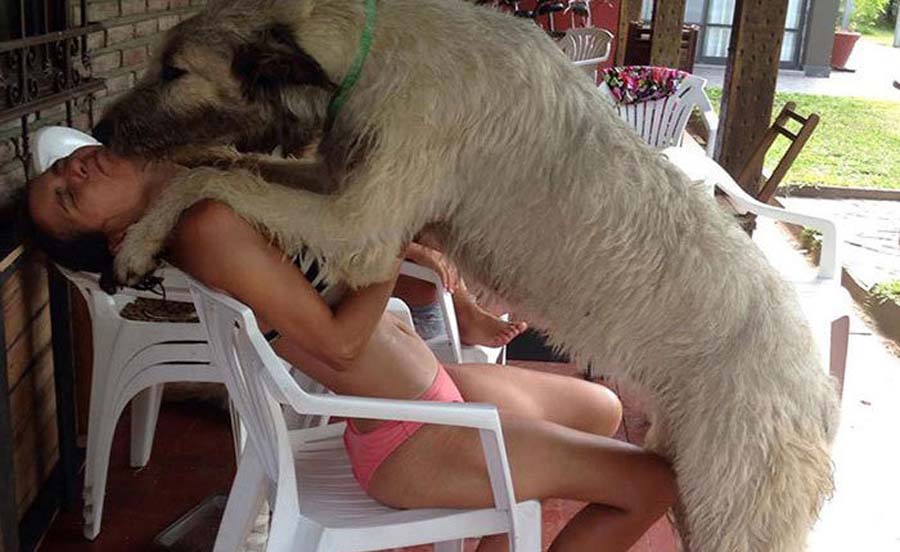 dog kisses woman