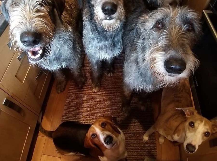 a lot of wolfhounds and a couple of smaller dogs