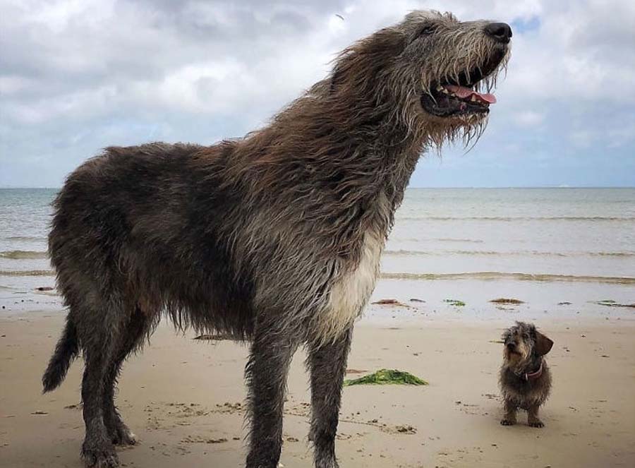 two dogs at the beach