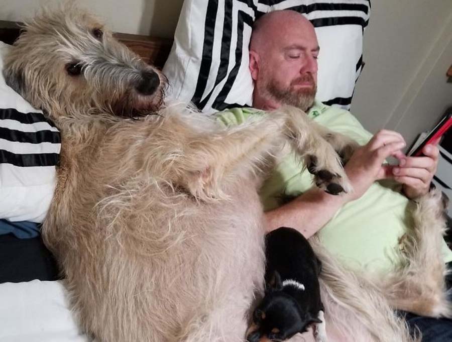 A man napping with his wolfhound