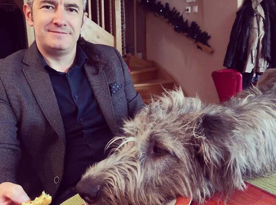 wolfhound begging for dinner
