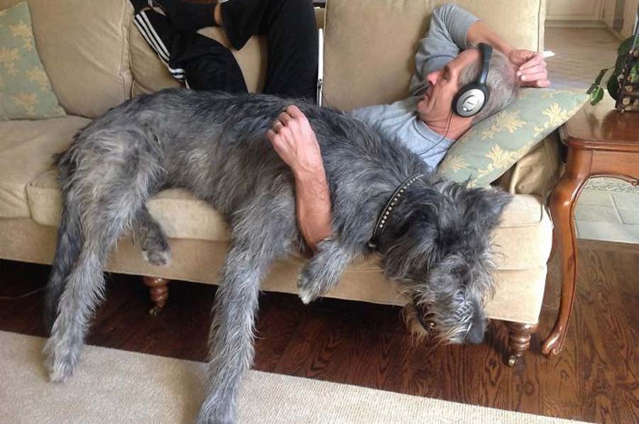 man napping with wolfhound
