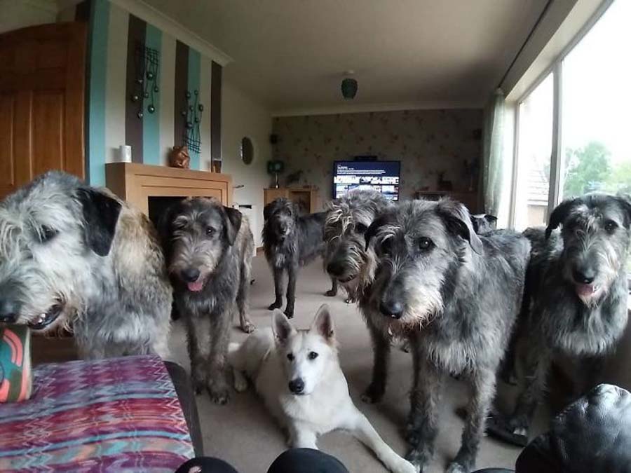 living room full of wolfhounds