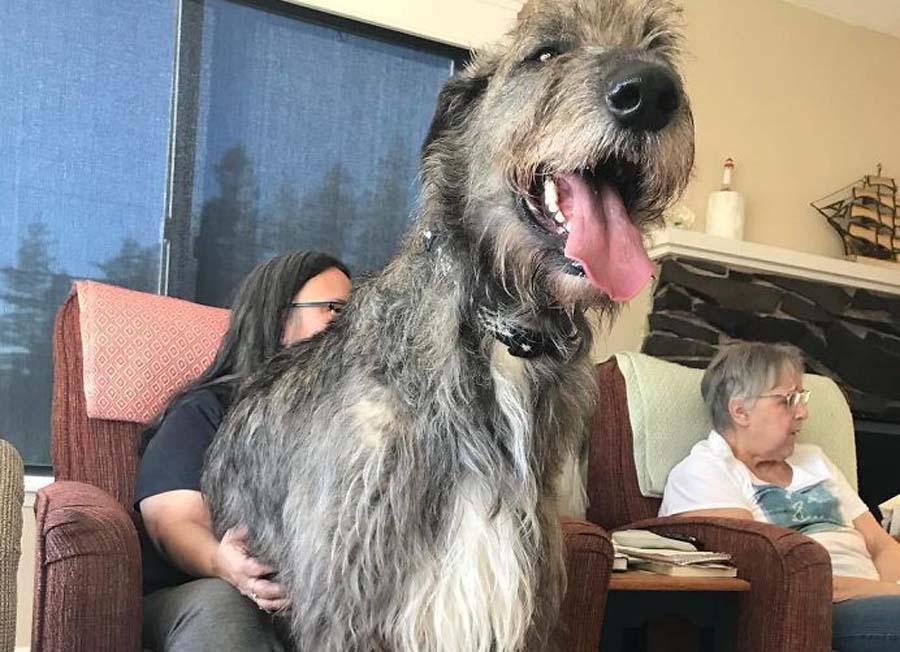 a dog in a woman's lap