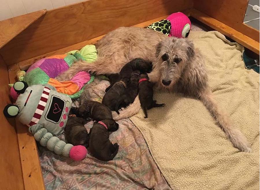 wolfhound with her puppies