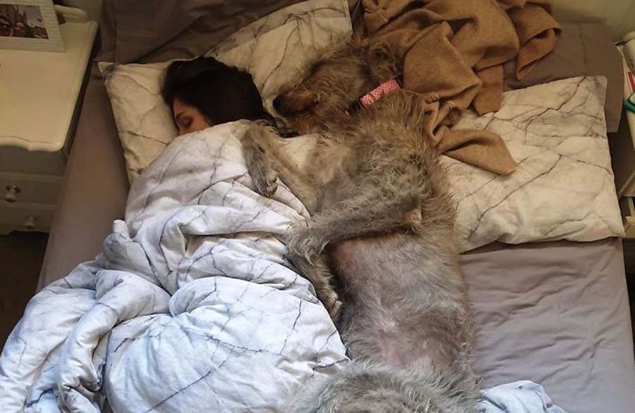 woman in bed with large dog