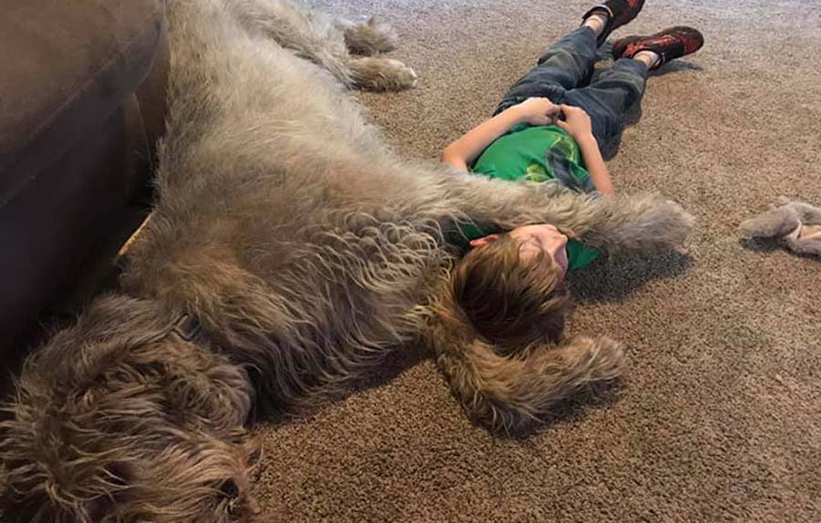 boy sleeping with wolfhound