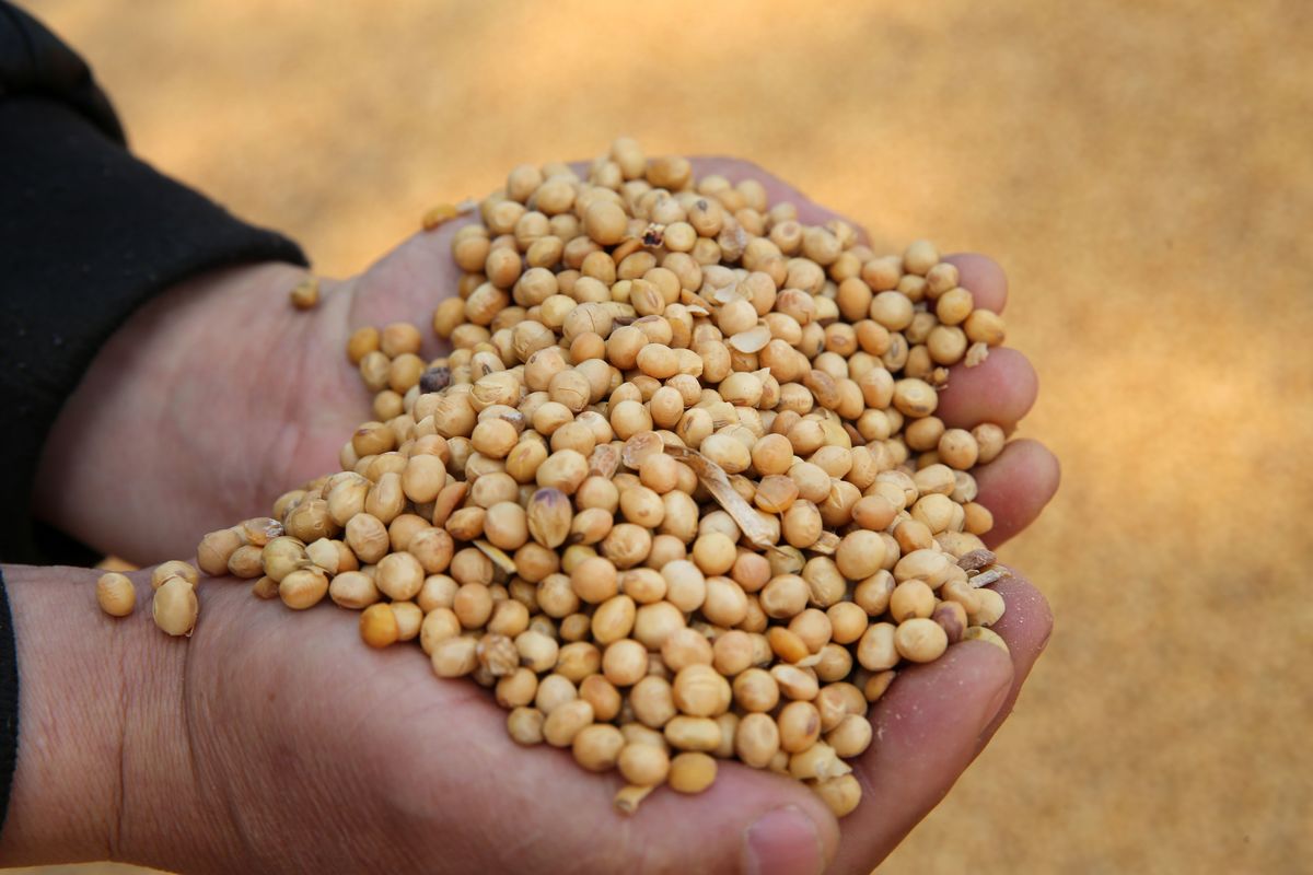 A worker displays soybeans imported from Ukraine at the port in Nantong, in China's eastern Jiangsu province