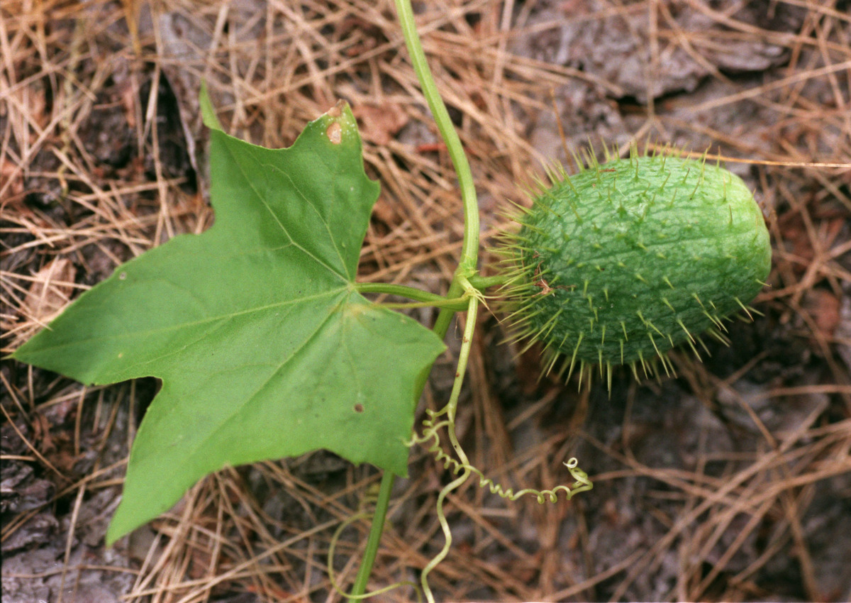 Wild cucumbers look similar to the appearance of original modern cucumbers.