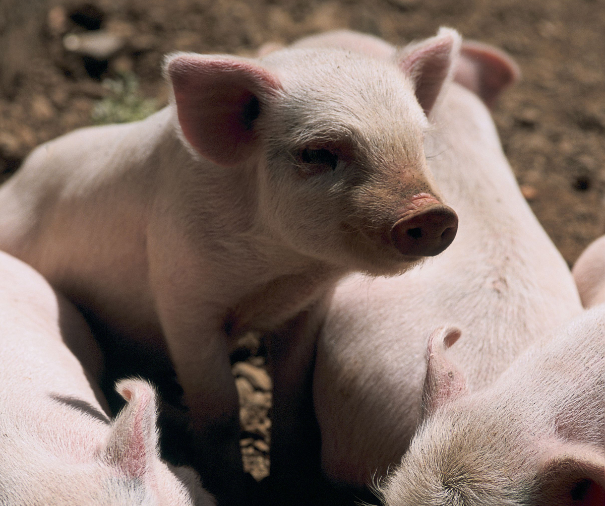 Piglets in Yunnan , China
