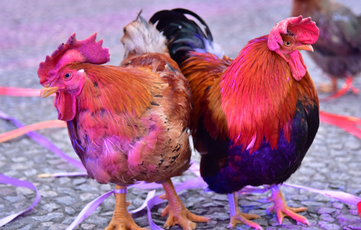 Cocks and hens participate in a beauty contest at Chuanloo Manor