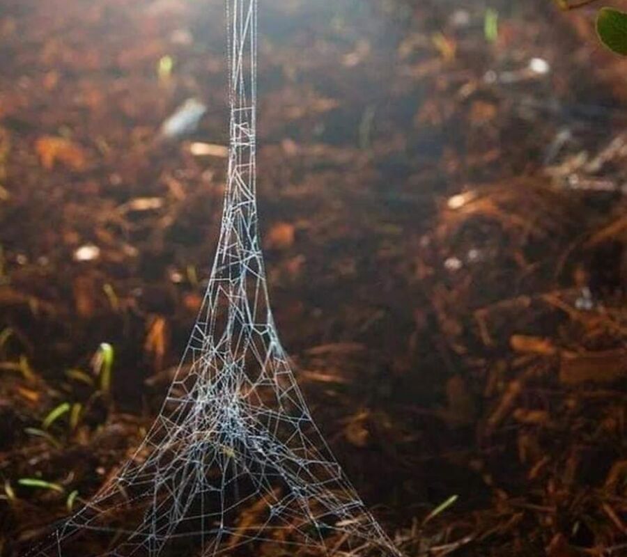 spider tower