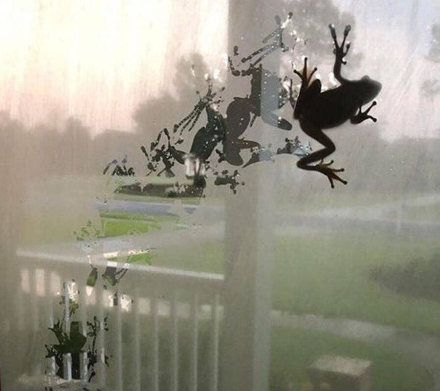 frog on glass