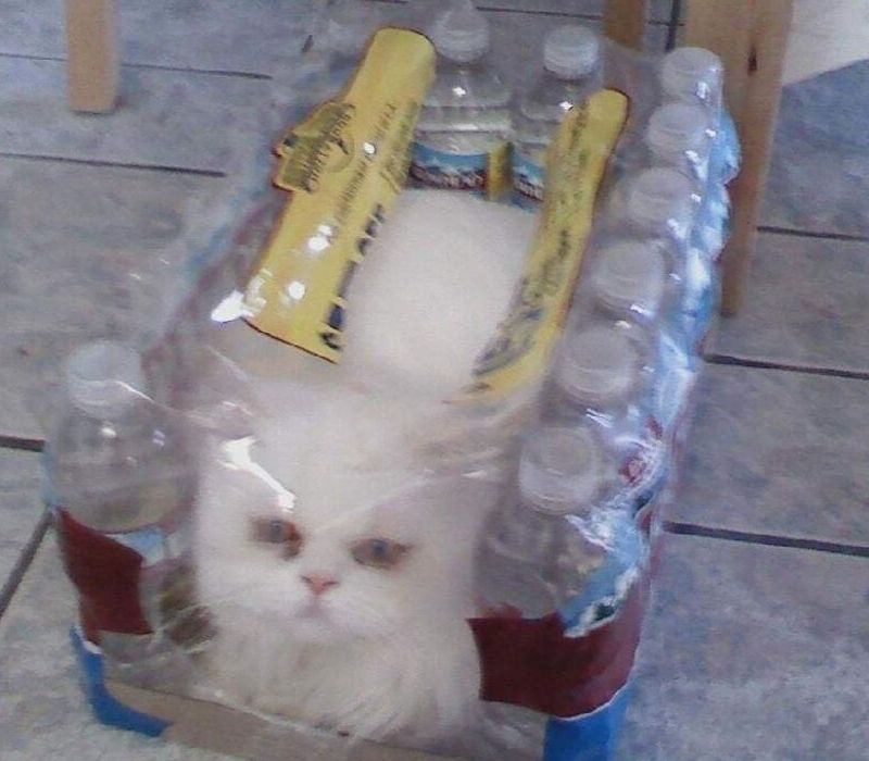 cat wiht water