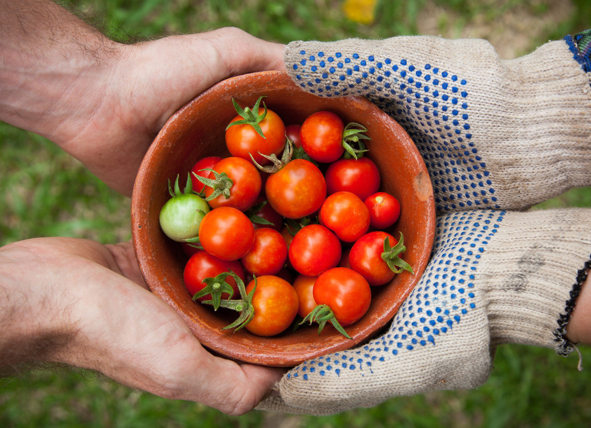 Two people hold a bowl of fresh tomatoes from a garden