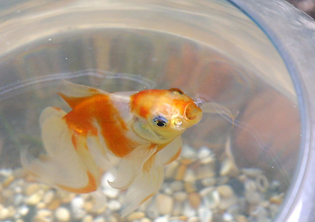 goldfish-bowl-banned-51392725