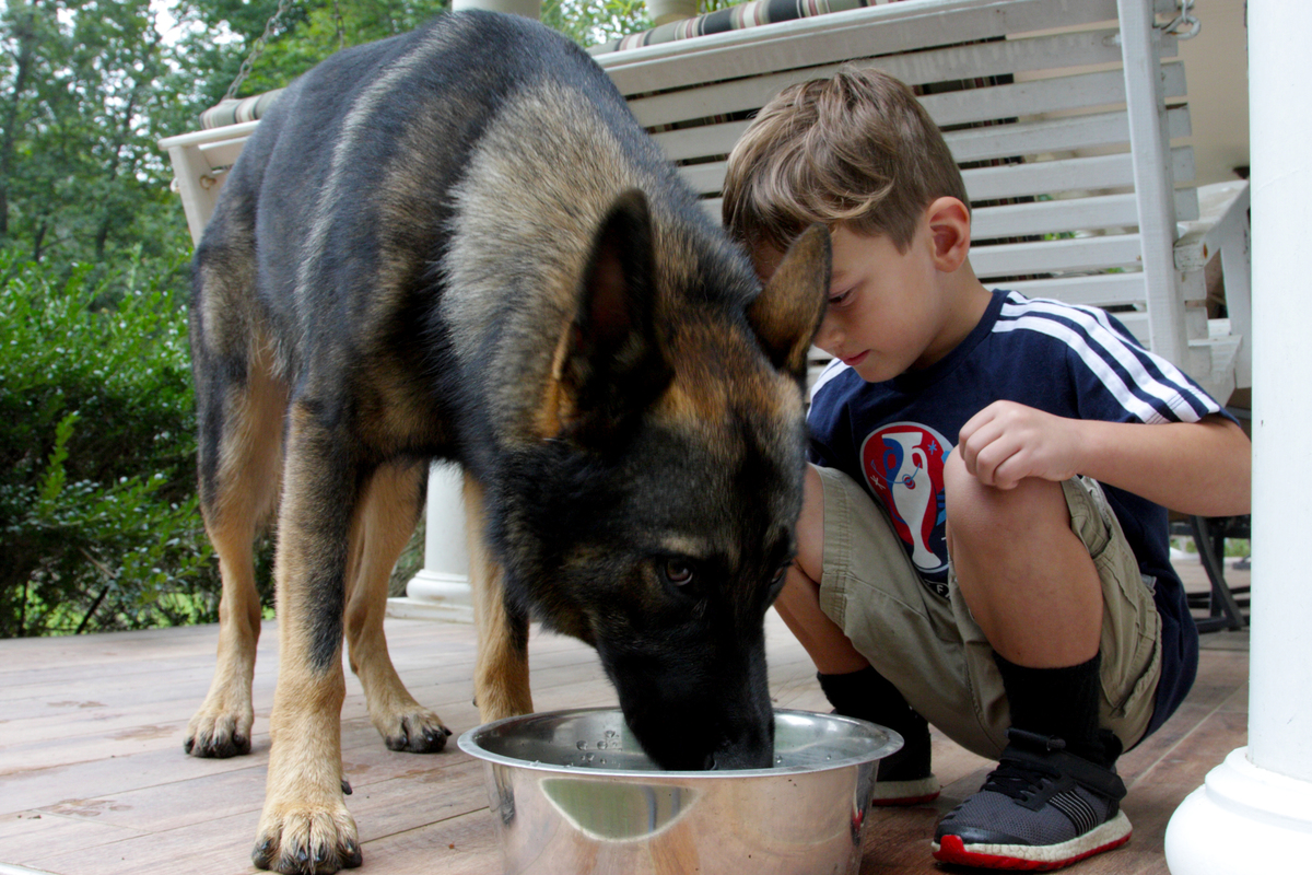Loyal German Shepherd Helps Family With The Chores