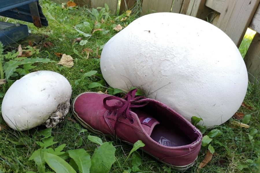 mushroom and shoe