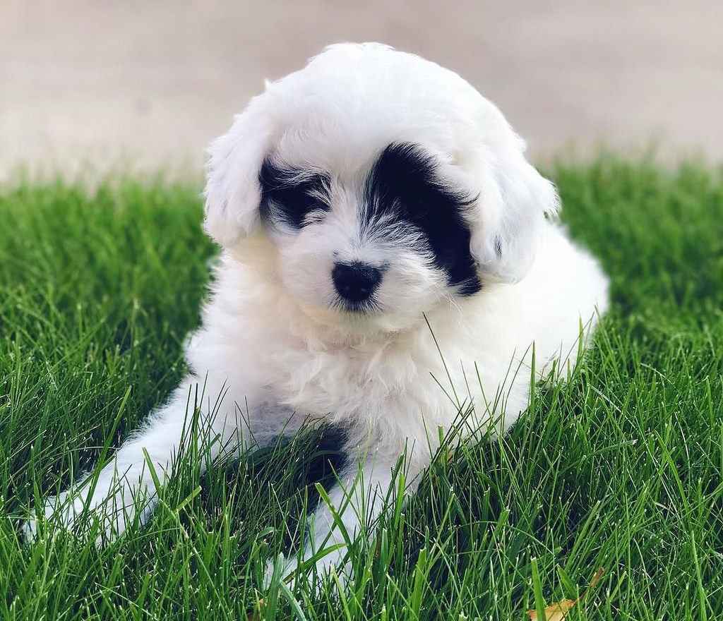 Male Eskipoo puppy sitting in the grass