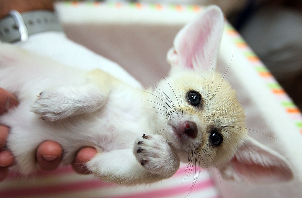 a baby Fennec fox being held