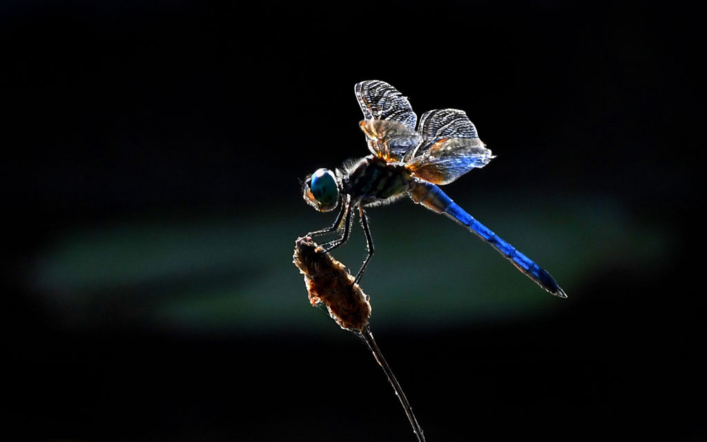 A dragonfly rests its tentacles on the top of a plant.