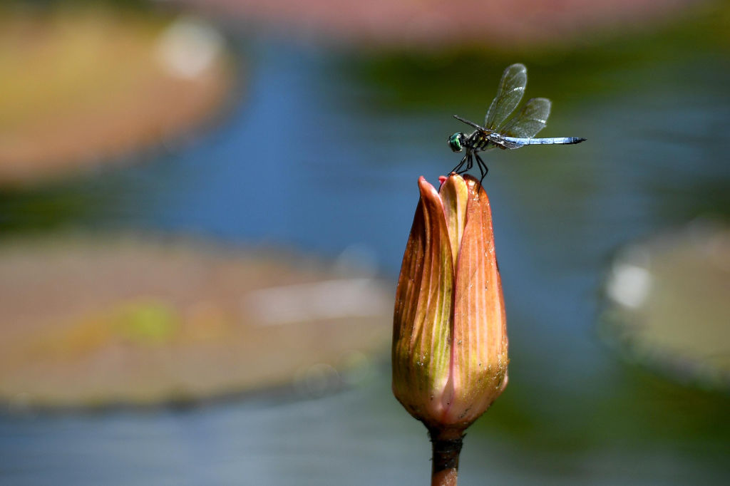 A dragonfly rests on the tip of an unblossomed flower.
