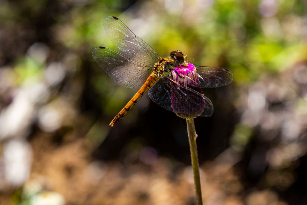 A dragonfly buries its mouth into a pink flower.