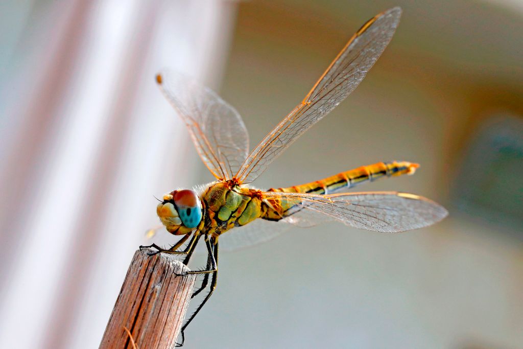 A dragonfly perches on a small piece of wood.