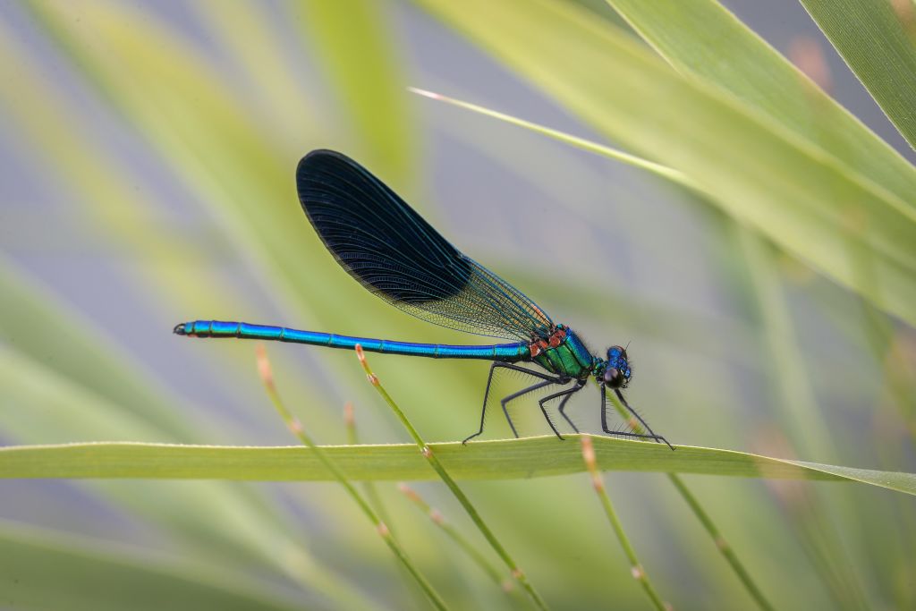 A blue dragonfly crawls along a long, narrow leaf.