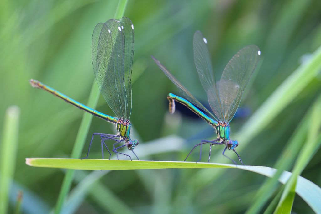 Two dragonflies perch on a leaf.