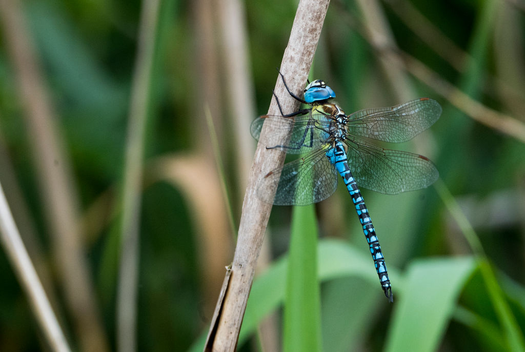 A blue dragonfly crawls up a thin branch.