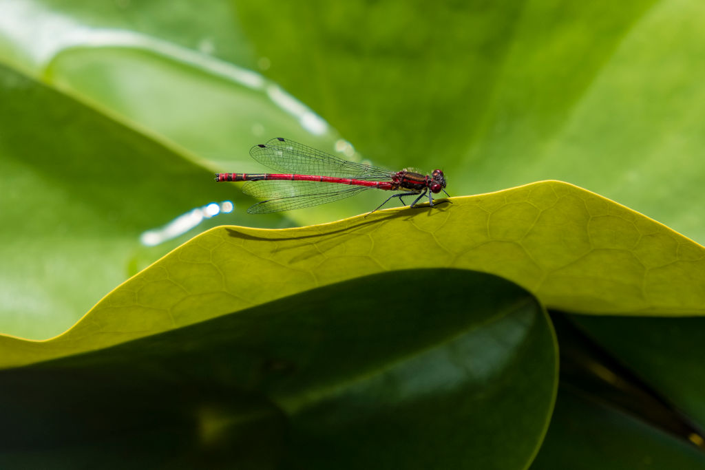 A red dragonfly rests on a leaf.