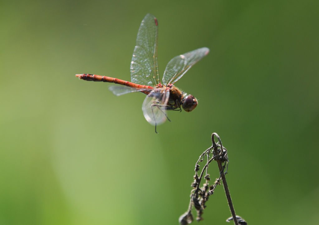 A dragonfly approaches a plant while flying in the air.