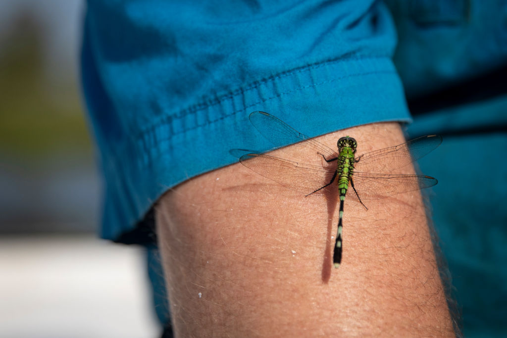 A green dragonfly climbs on someone's arm.