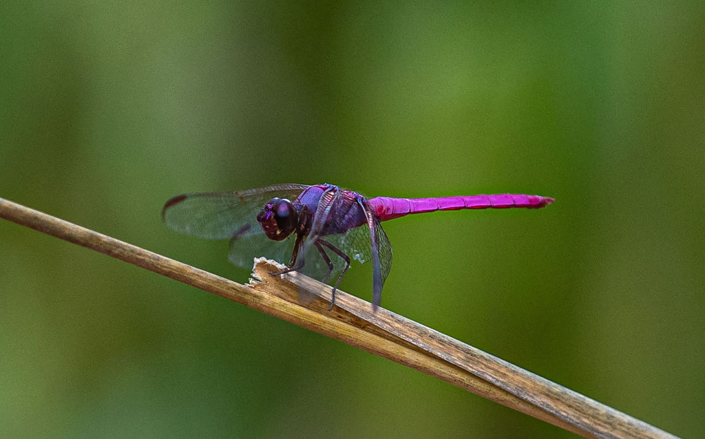 A purple dragonfly perches on a suspended tig.
