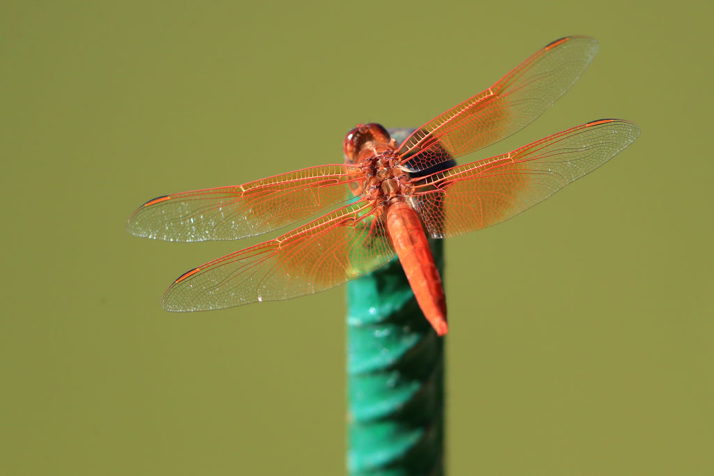 An orange dragonfly opens its wings while perching on a green object.