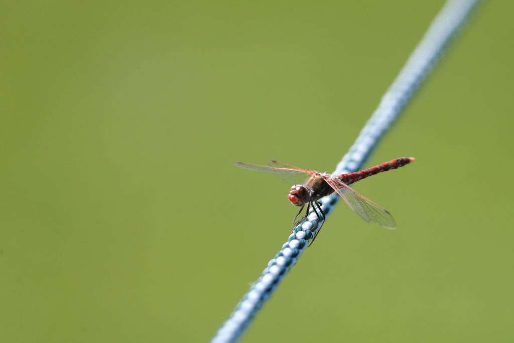 A dragonfly climbs down a rope.