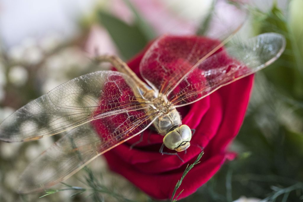 A dragonfly rests on a rose.