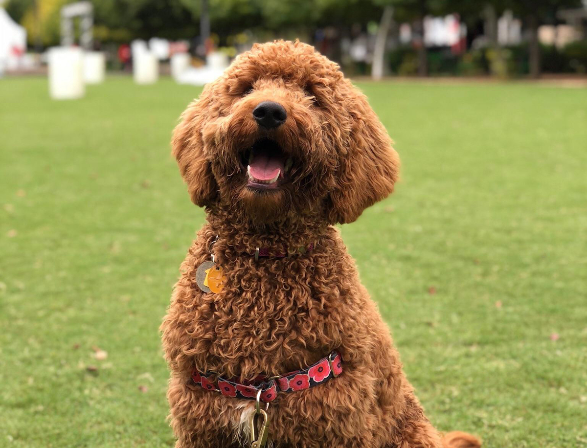 Eight-month-old Goldendoodle puppy sitting in a park
