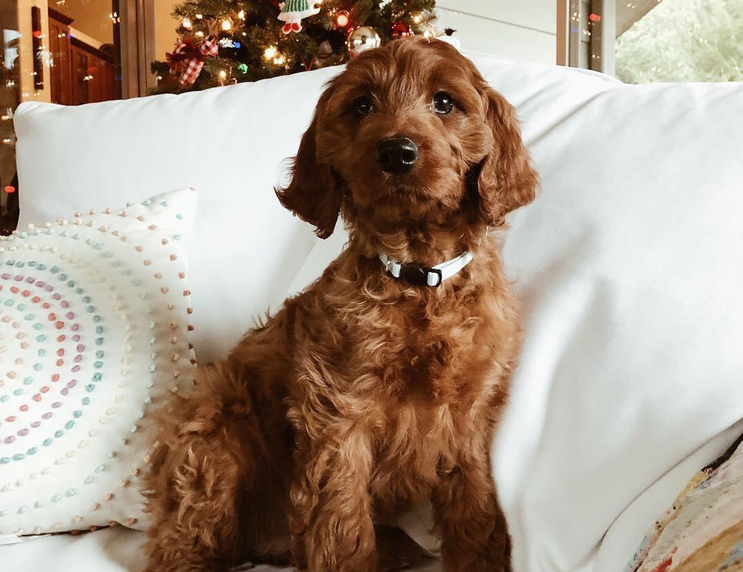 Irish Doodle named Pisgah sits on a couch in front of a Christmas tree