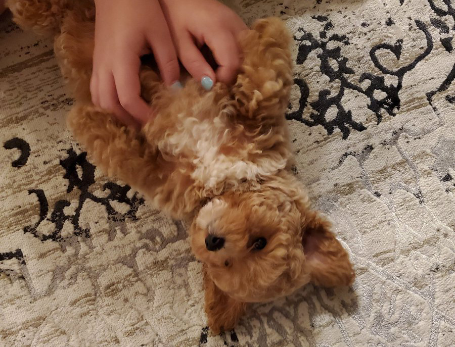 Person rubs a Poochon's belly